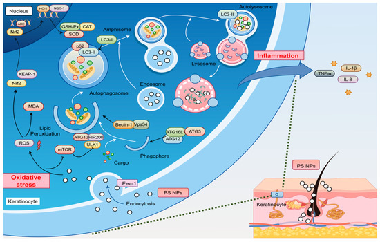 The Particle Size Effect: Cytotoxicity and Cellular Uptake of Polystyrene Nanoplastics in Human Keratinocytes