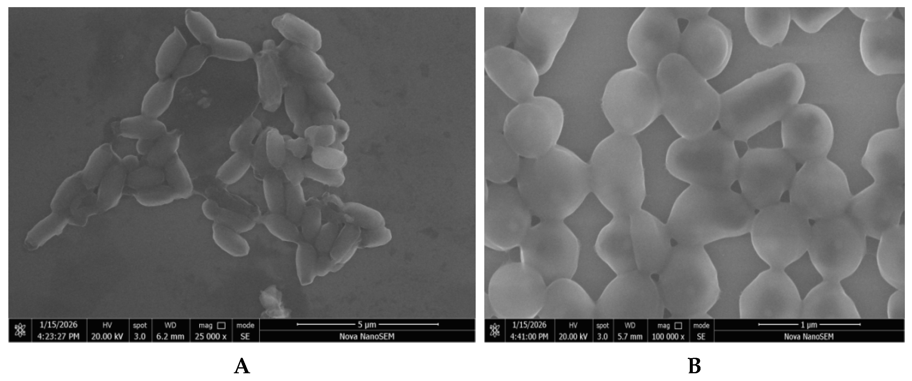 Toxics 14 00564 g002 Toxics 14 00564 g002