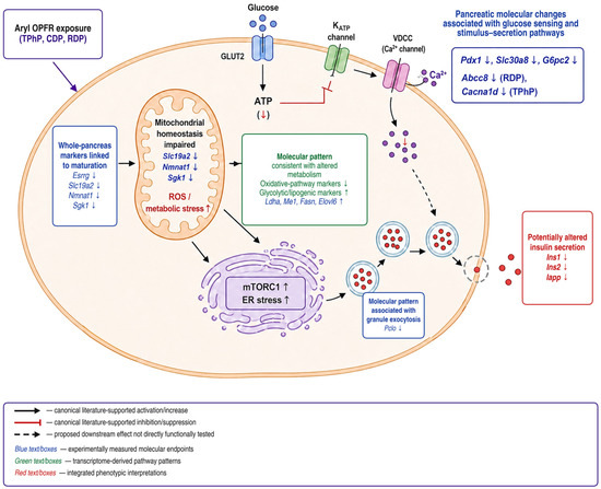 buy glutathione inhaler CDP and RDP as Alternatives to TPhP: Comparative Effects on Glucose Homeostasis and Hepatic and Whole-Pancreas Molecular Endpoints in Mice Glutasi Glutathione Phytextra (60v)