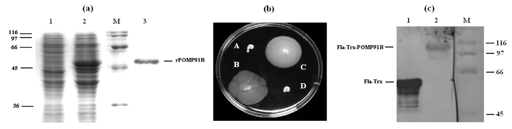 Toxins 01 00059 g001 1024