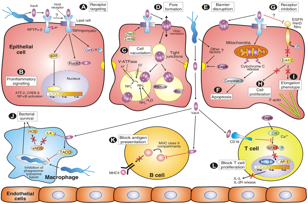 are bacterial toxins proteins