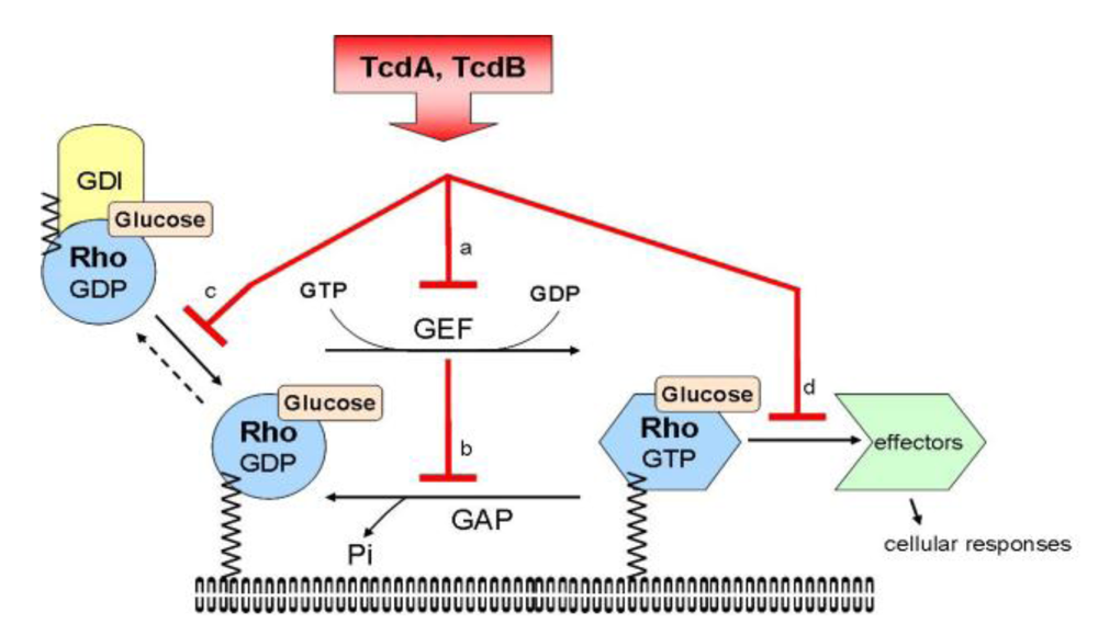 Toxins 02 00428 g002 1024