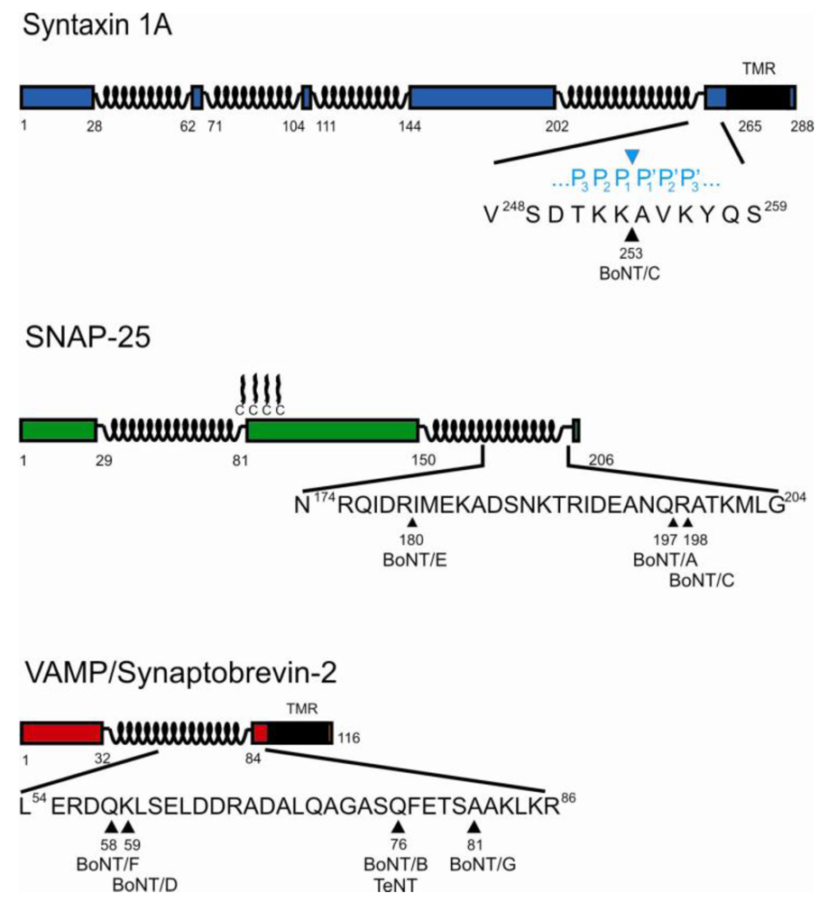 Toxins 02 00665 g002