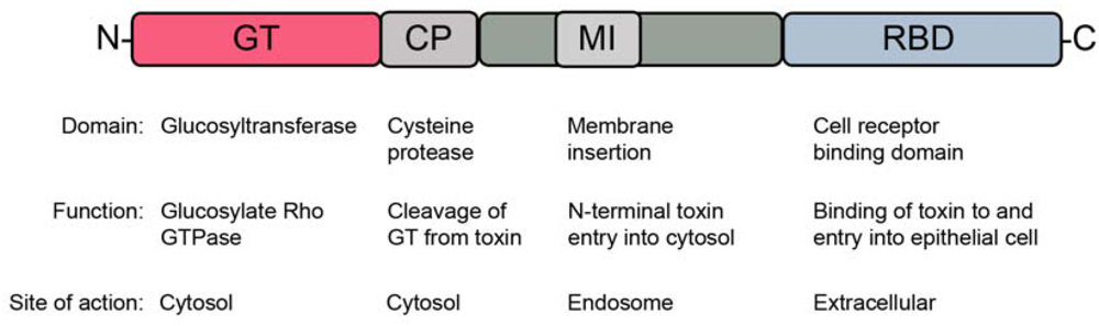 Toxin-Specific Antibodies for the Treatment of Clostridium