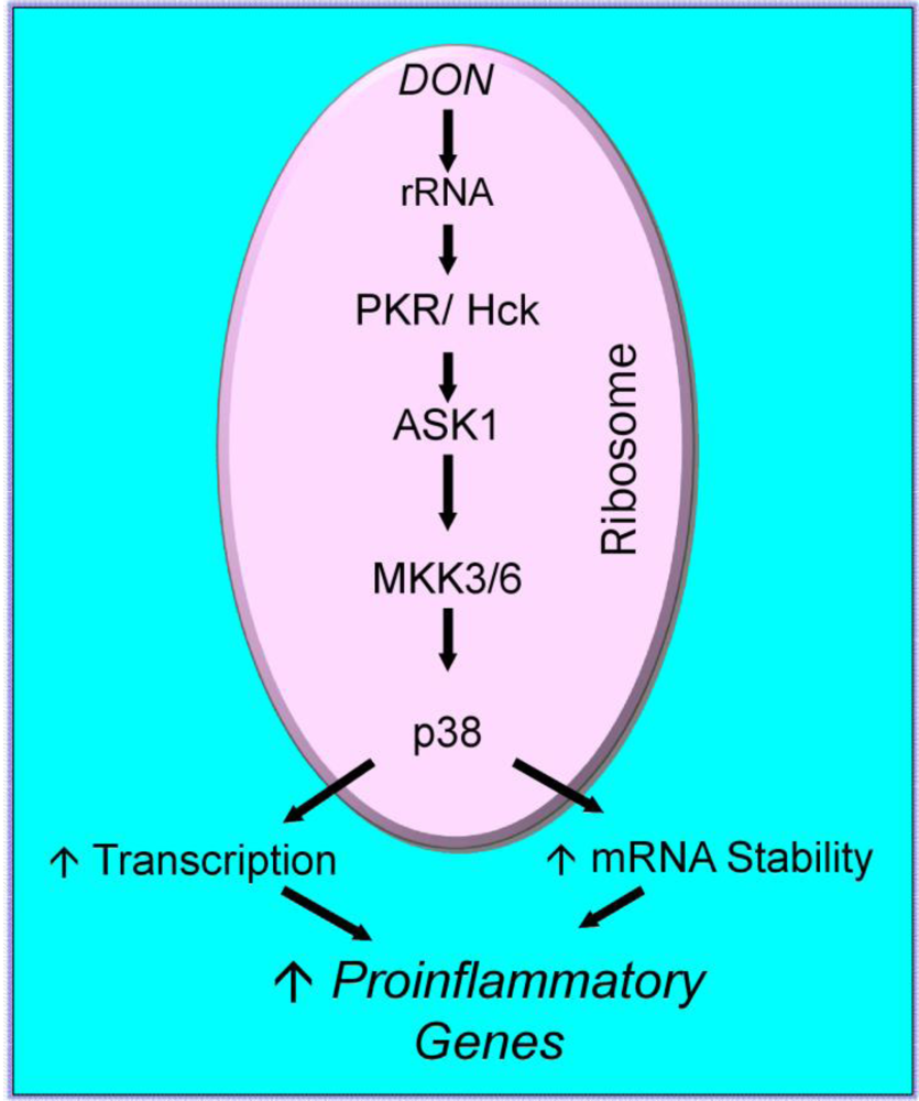 Genes, Free Full-Text