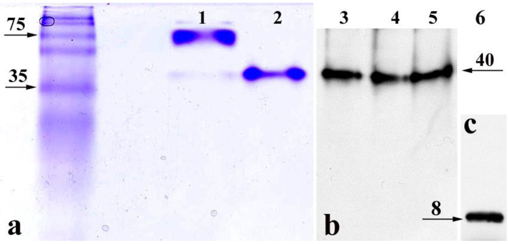 Toxins 02 01318 g002 1024