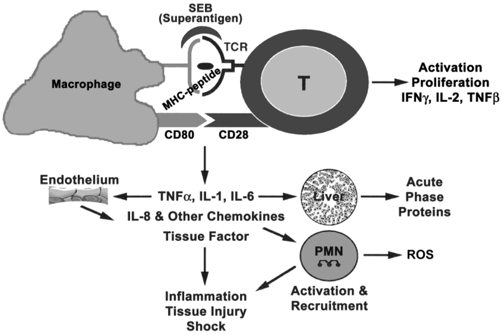 FDA-approved immunosuppressants targeting staphylococcal superantigens - ITT