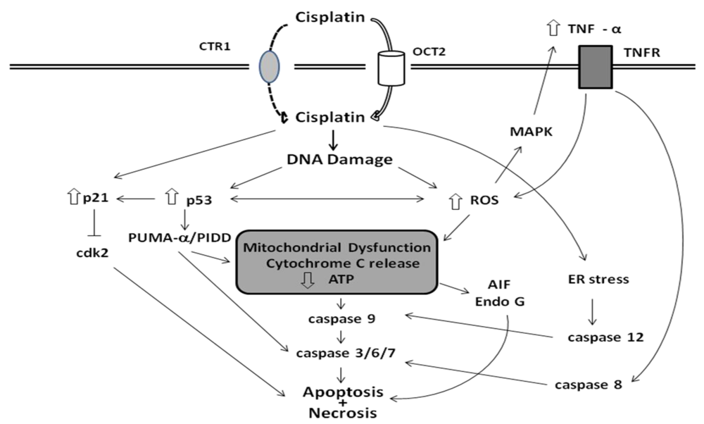 Toxins 02 02490 g001