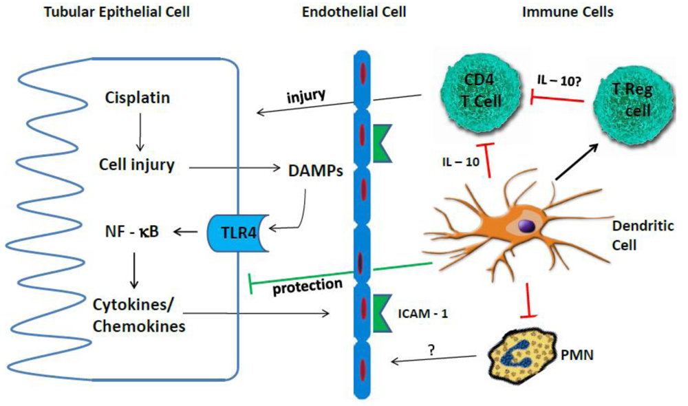 Toxins Free Full Text Mechanisms Of Cisplatin Nephrotoxicity Html