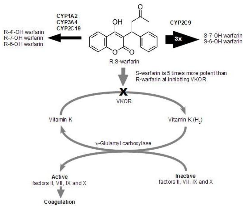 Toxins Free Full Text Warfarin Toxicity And Individual