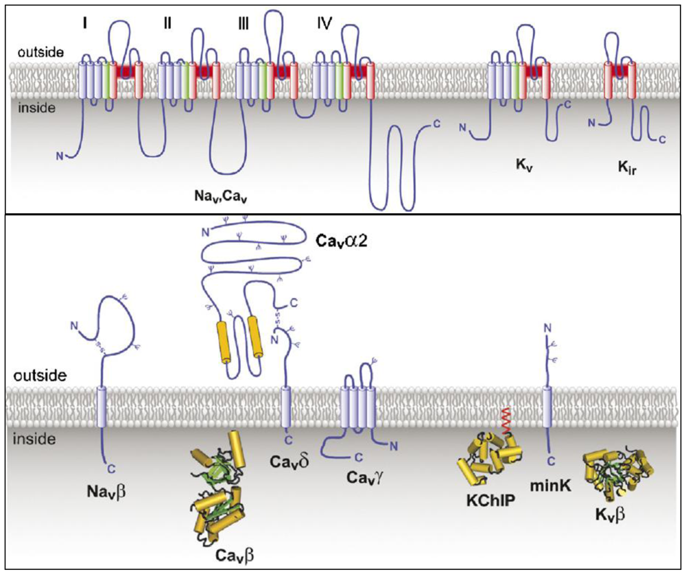 voltage gated ion channels