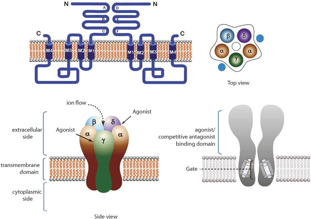 Toxins | Free Full-Text | From Toxins Targeting Ligand Gated Ion 