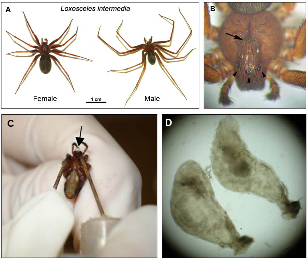 Female P. nigriventer responsible for the bite.