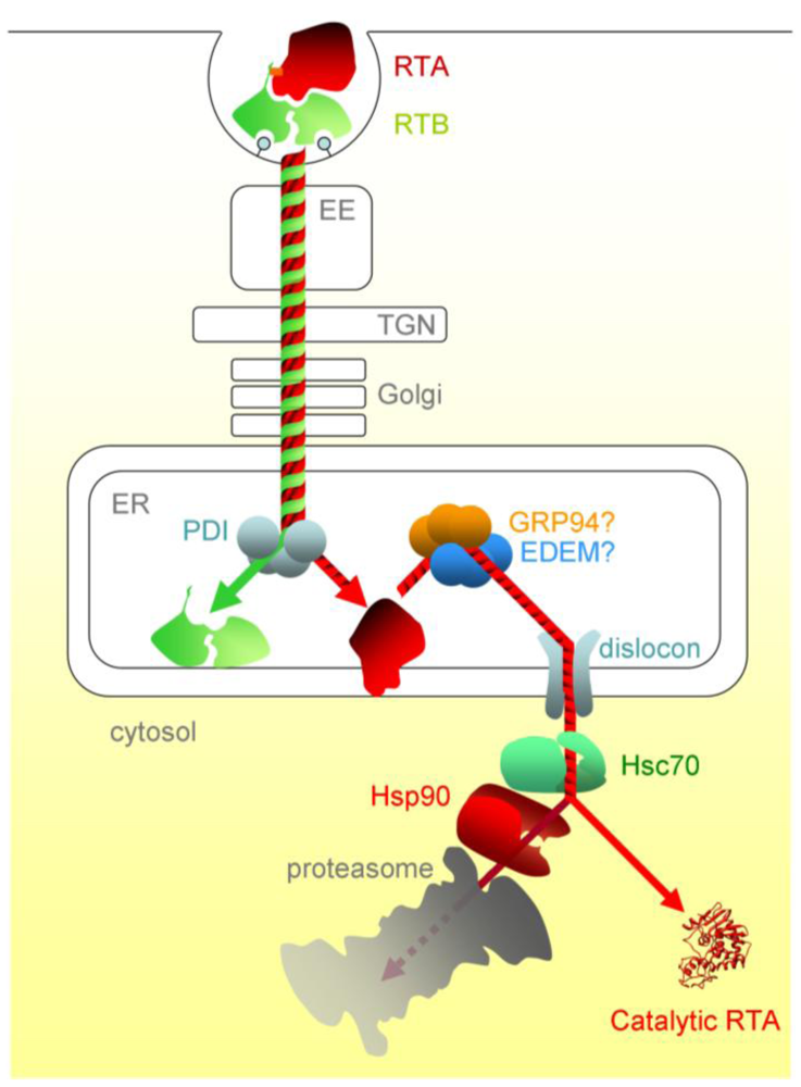 Toxins 03 00787 g002 1024