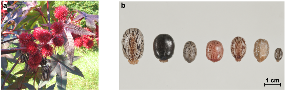 Toxins | Free Full-Text | Ricinus communis Intoxications in Human