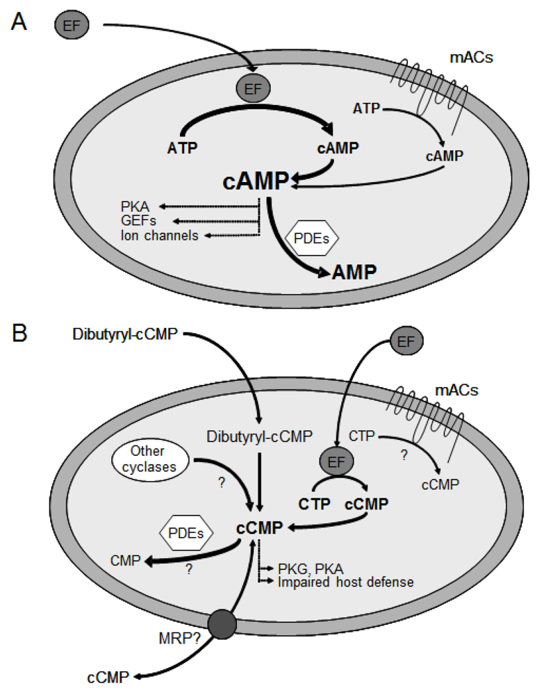 Toxins 04 00505 g003 1024