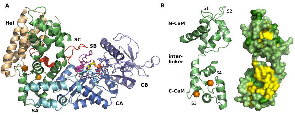 Toxins Free Full Text Molecular Motions As A Drug Target Mechanistic Simulations Of Anthrax Toxin Edema Factor Function Led To The Discovery Of Novel Allosteric Inhibitors Html