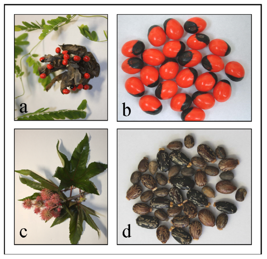 Toxins 04 00633 g001 1024