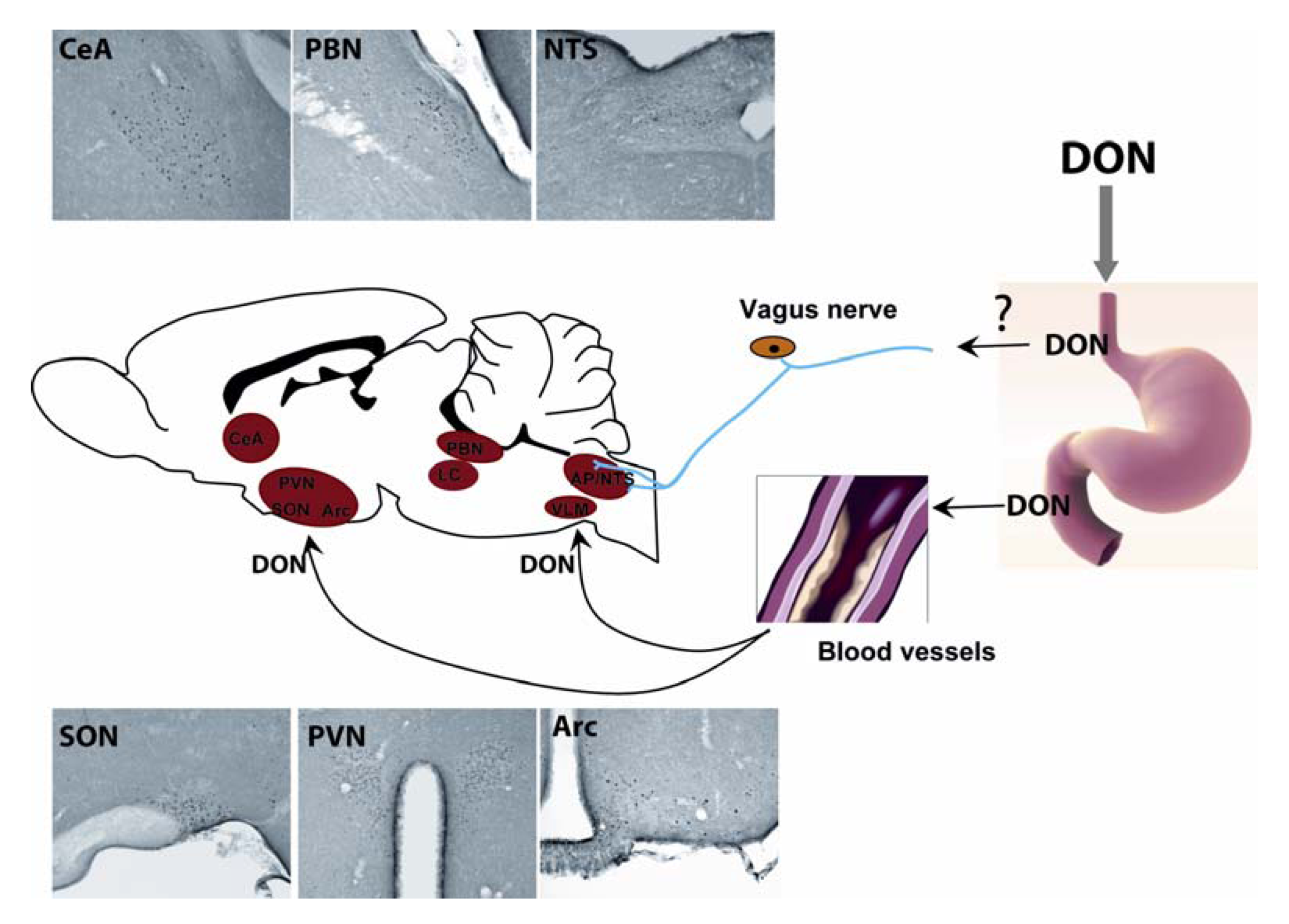 Toxins 04 01120 g002