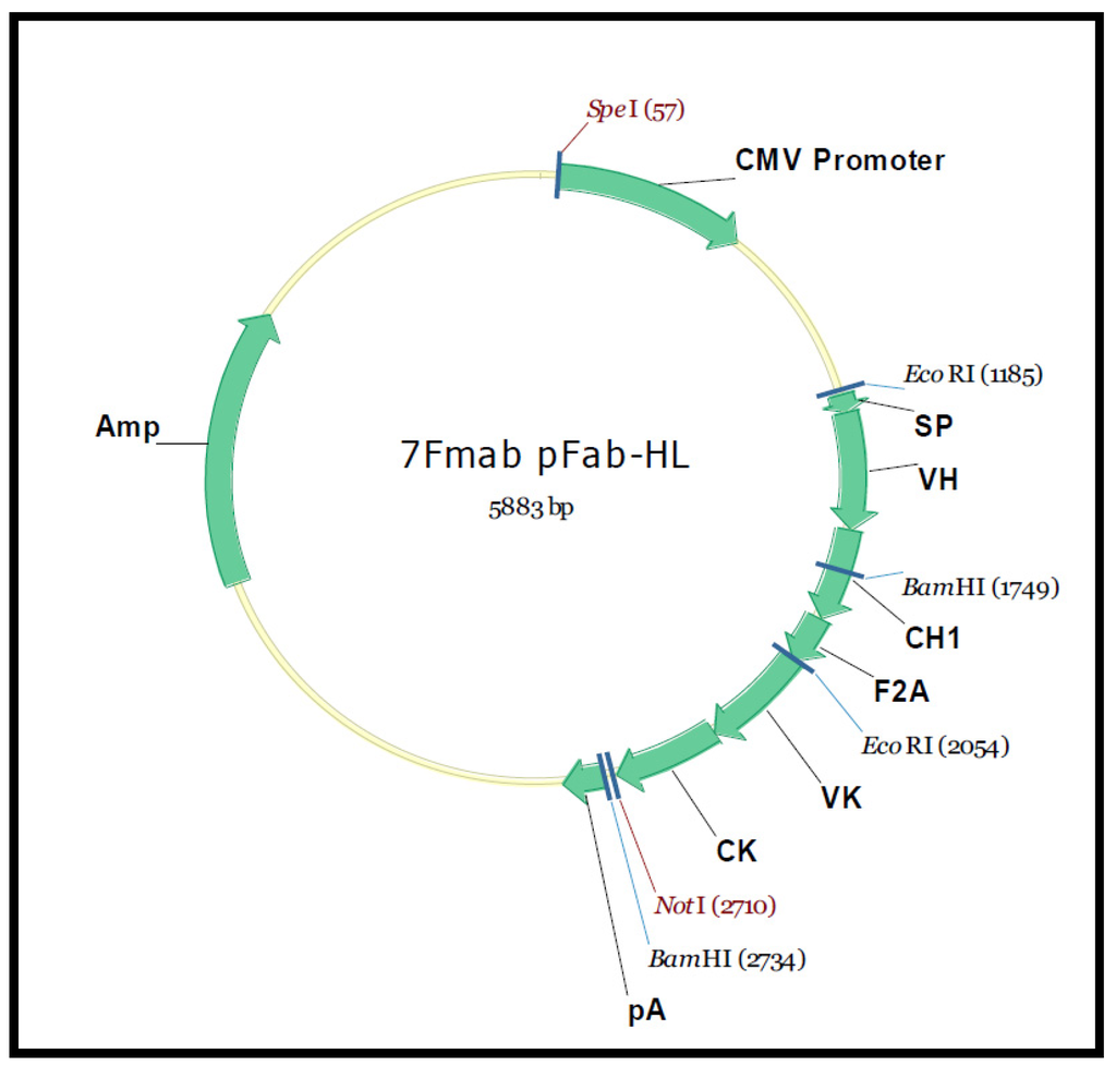 Toxins Free Full Text Cloning And Characterization Of A Hybridoma Secreting A 4 Methylnitrosamino 1 3 Pyridyl 1 Butanone Nnk Specific Monoclonal Antibody And Recombinant F Ab Html