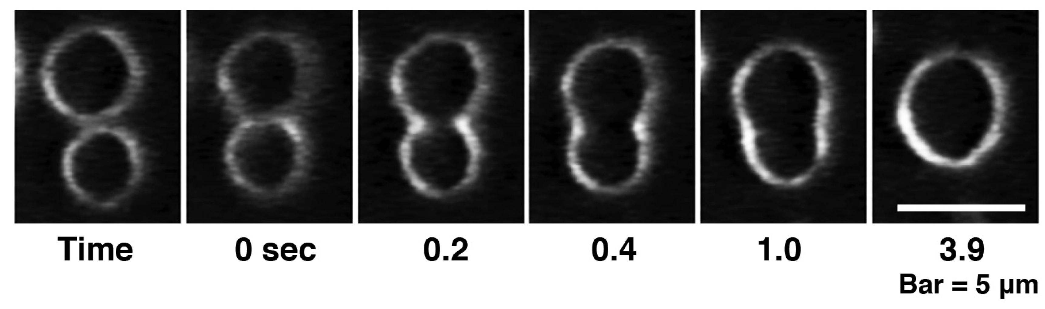 Toxins 05 00637 g005 1024
