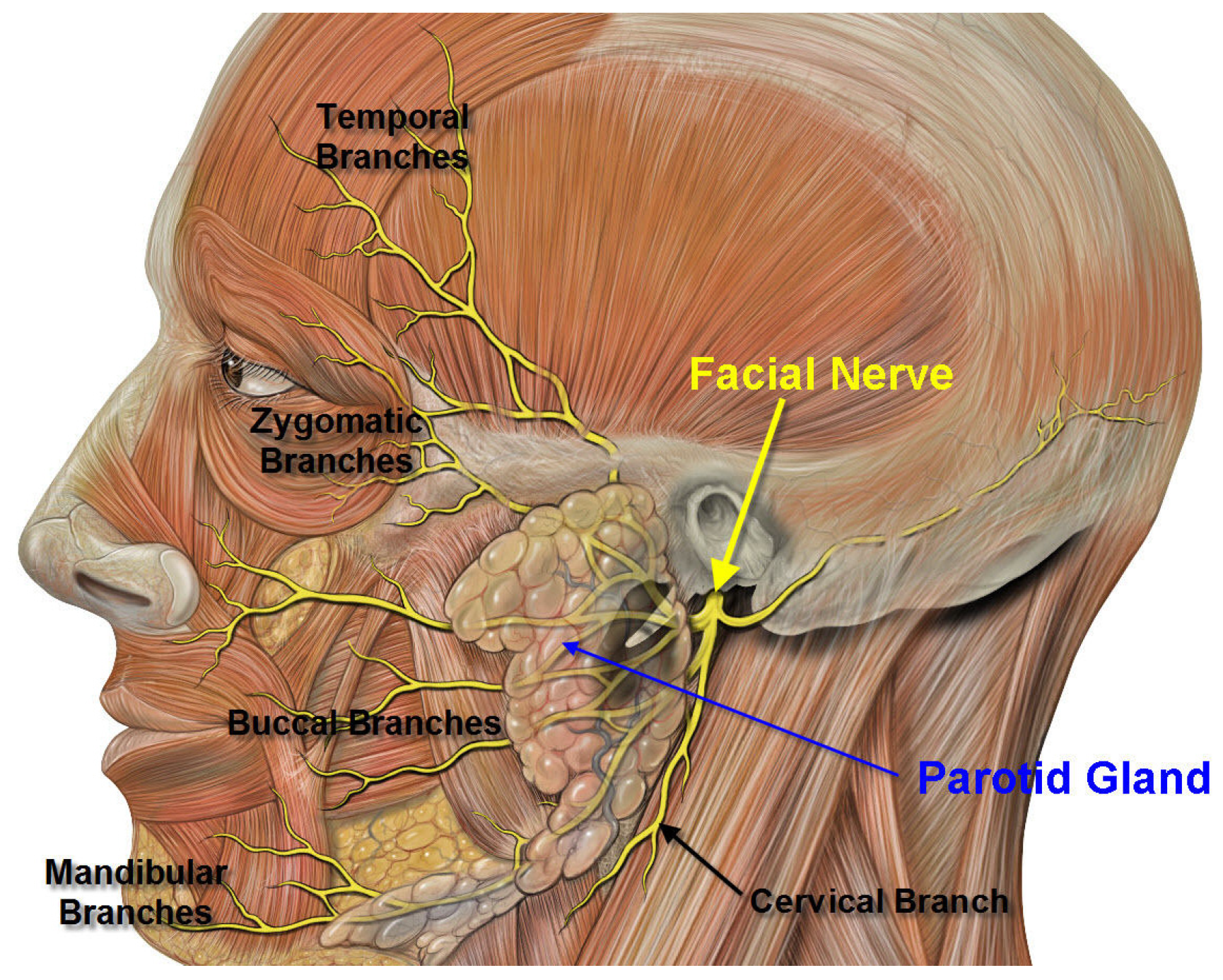 2 лицевой нерв. Лицевой нерв- nervus Facialis. Nervus Facialis анатомия. Лицевой нерв (n. Facialis). Тройничный нерв препарат анатомия.
