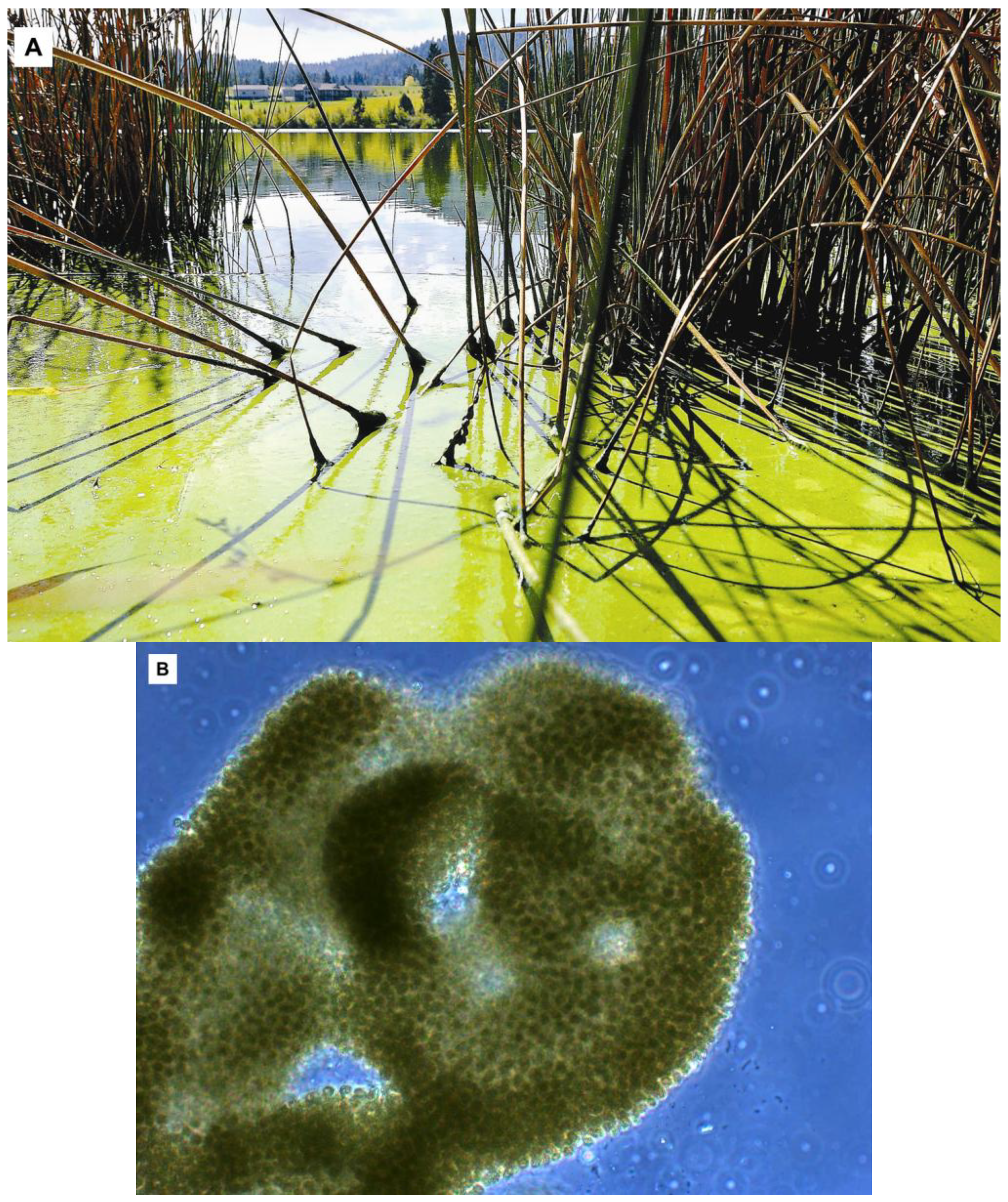 Toxins 05 01051 g001 1024
