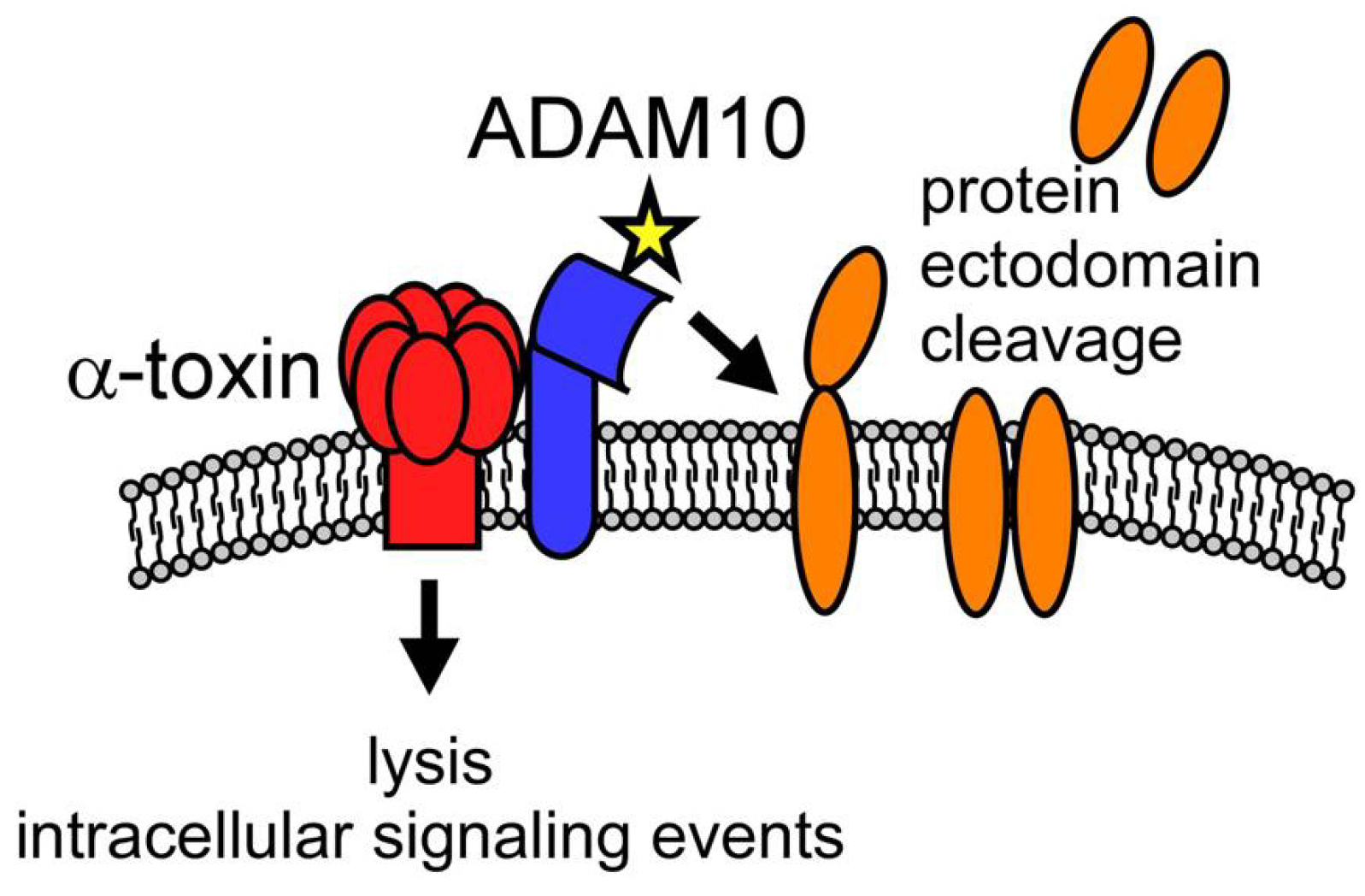 staphylococcus toxin