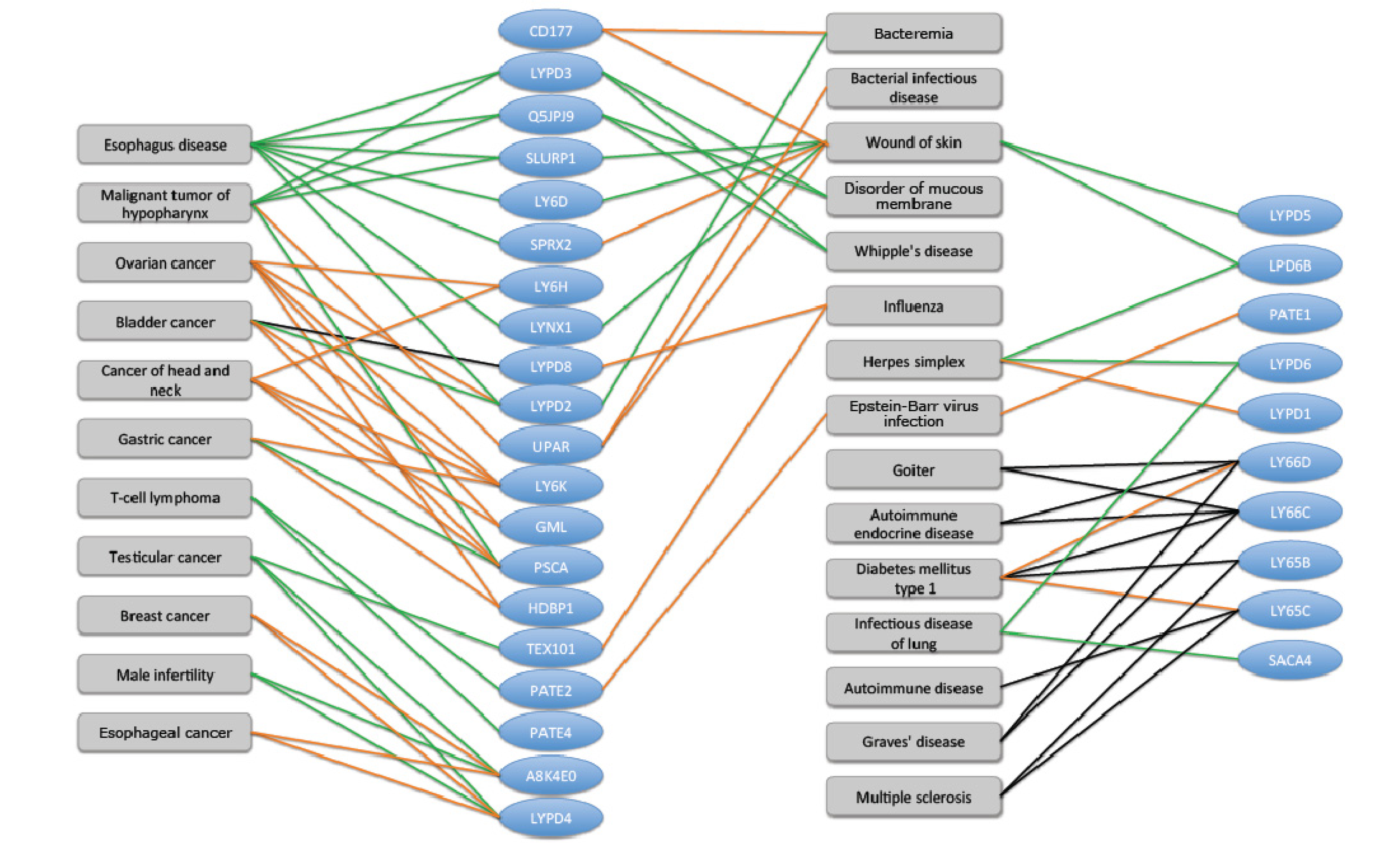 Mulder S Chart Of Nutrient Interaction