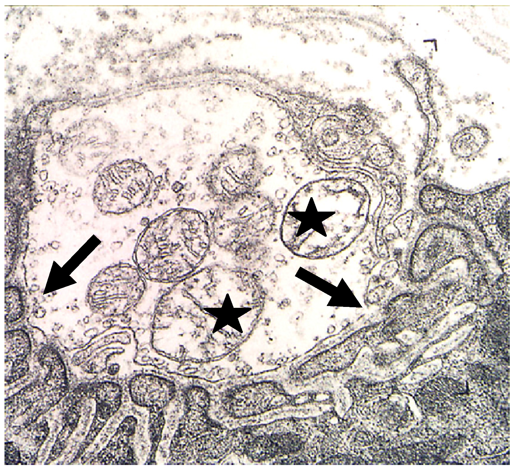 Toxins 05 02533 g012