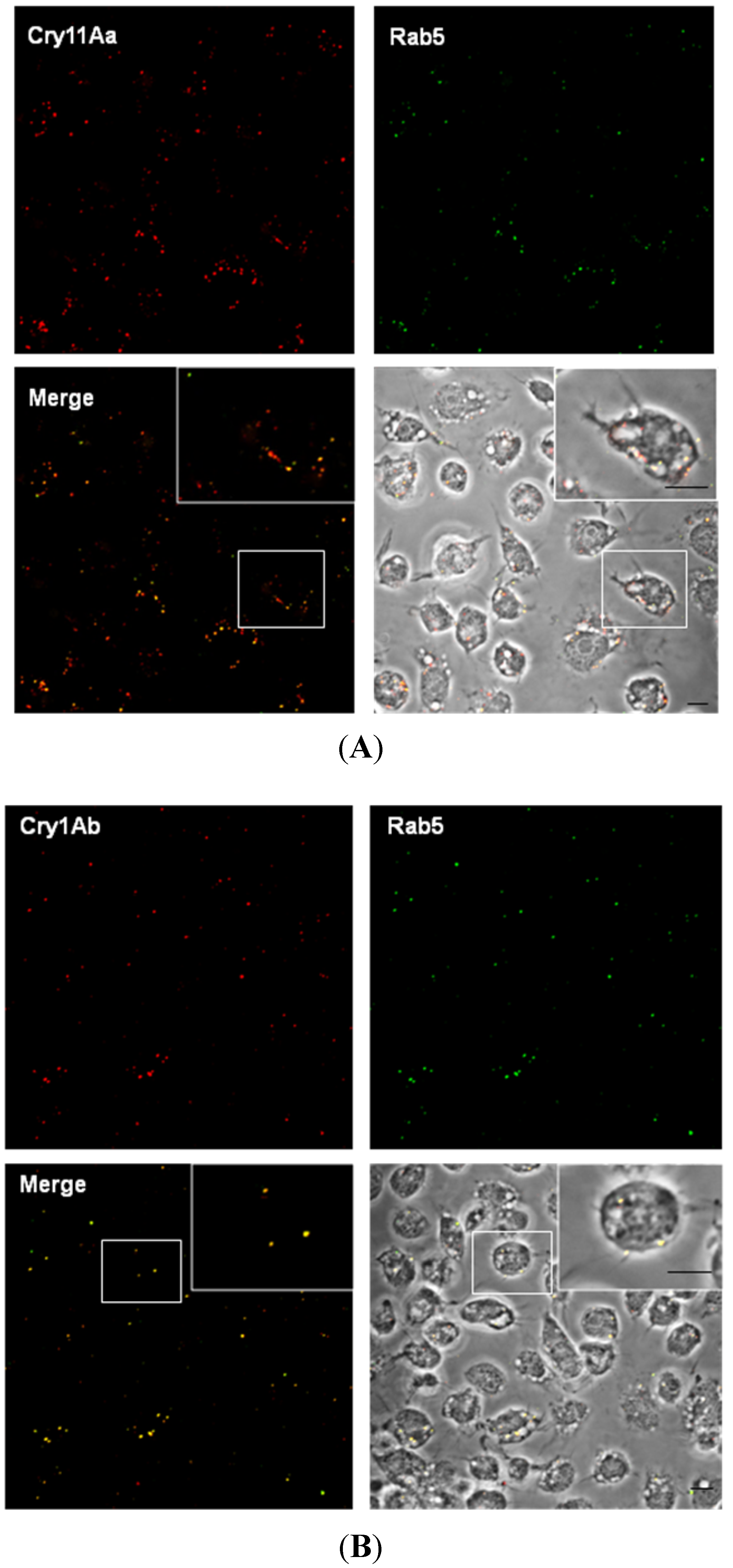 Toxins 06 00464 g004