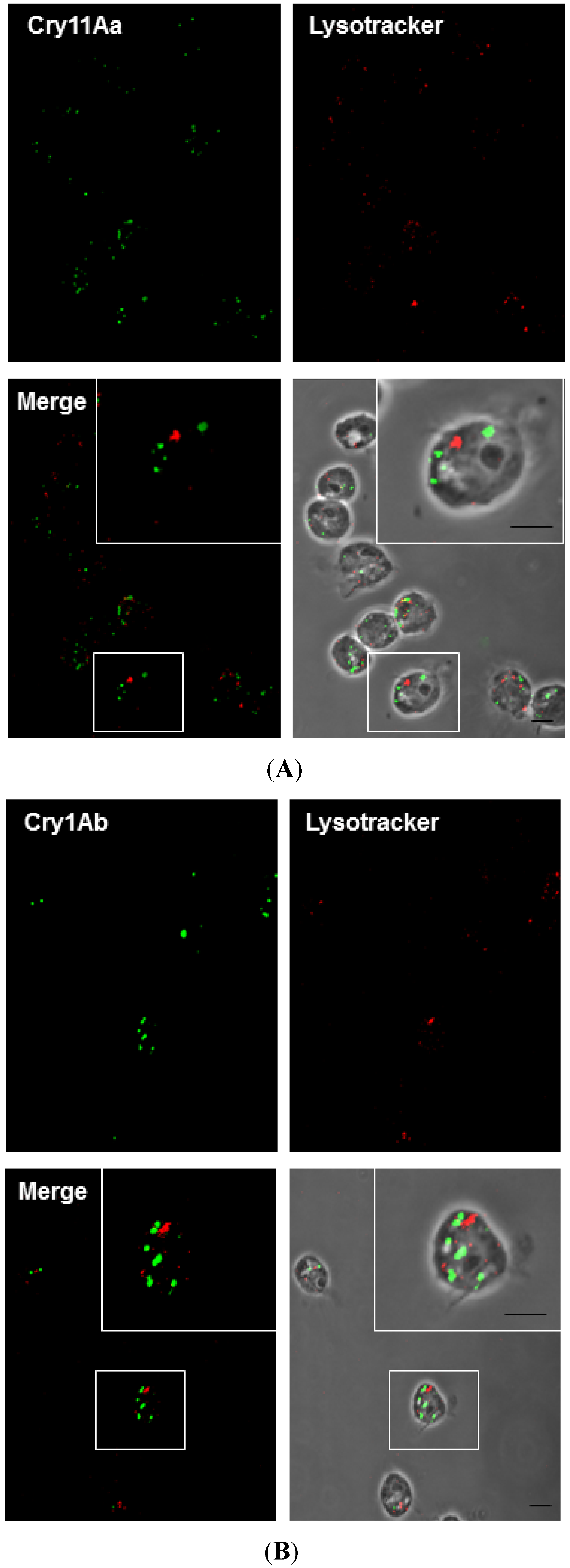 Toxins 06 00464 g006