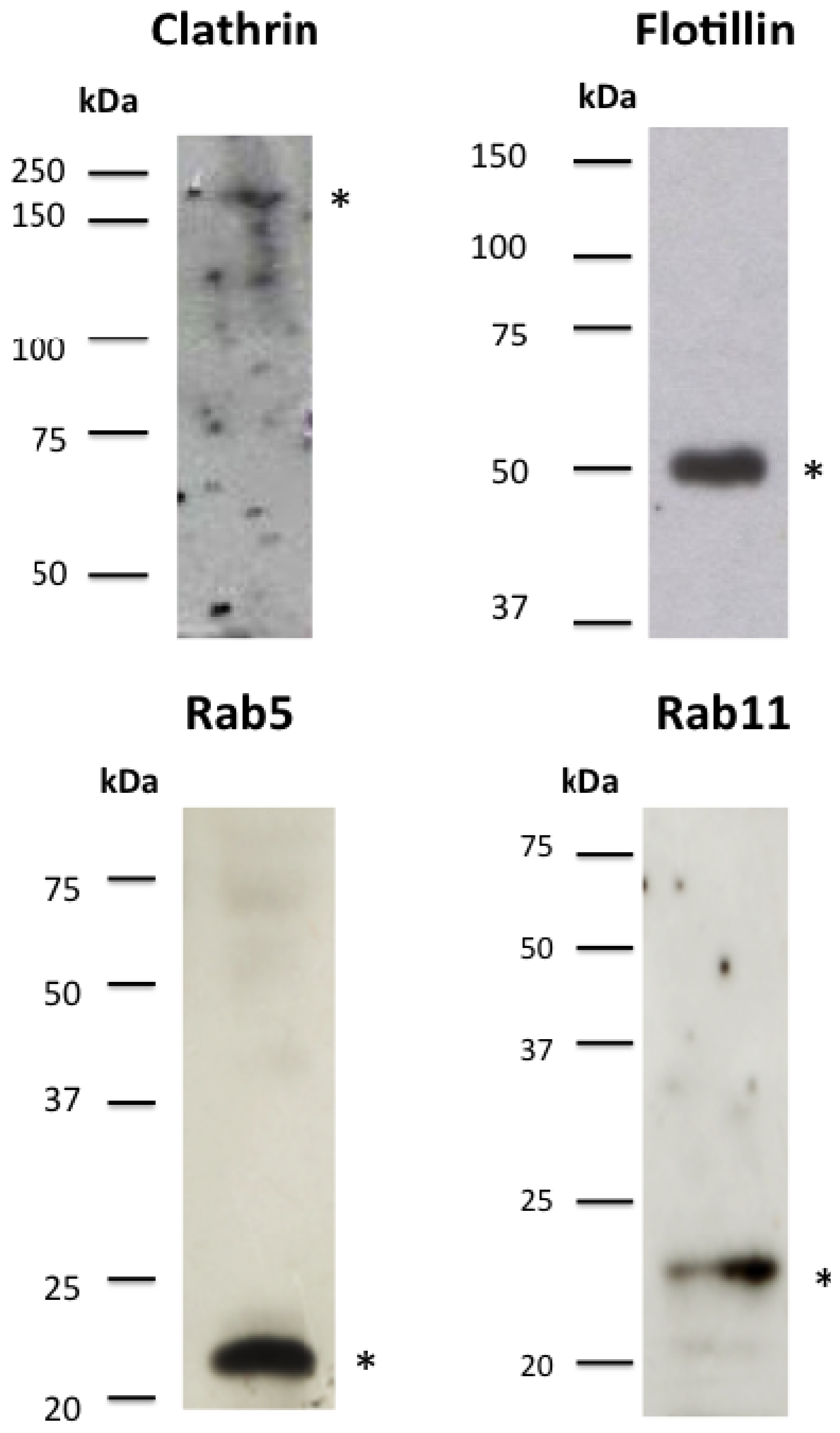 Toxins 06 00464 g008