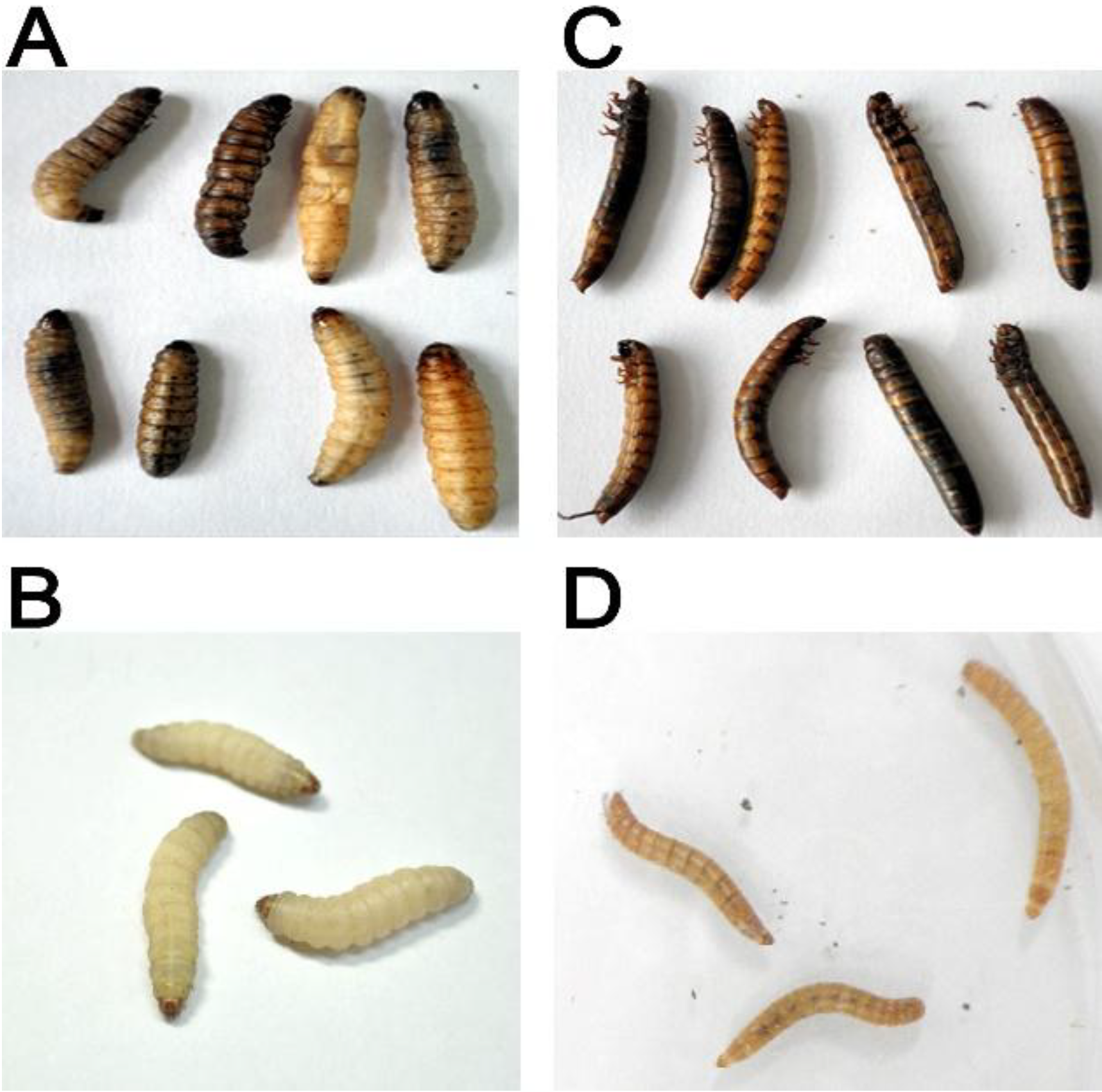 larvae identification