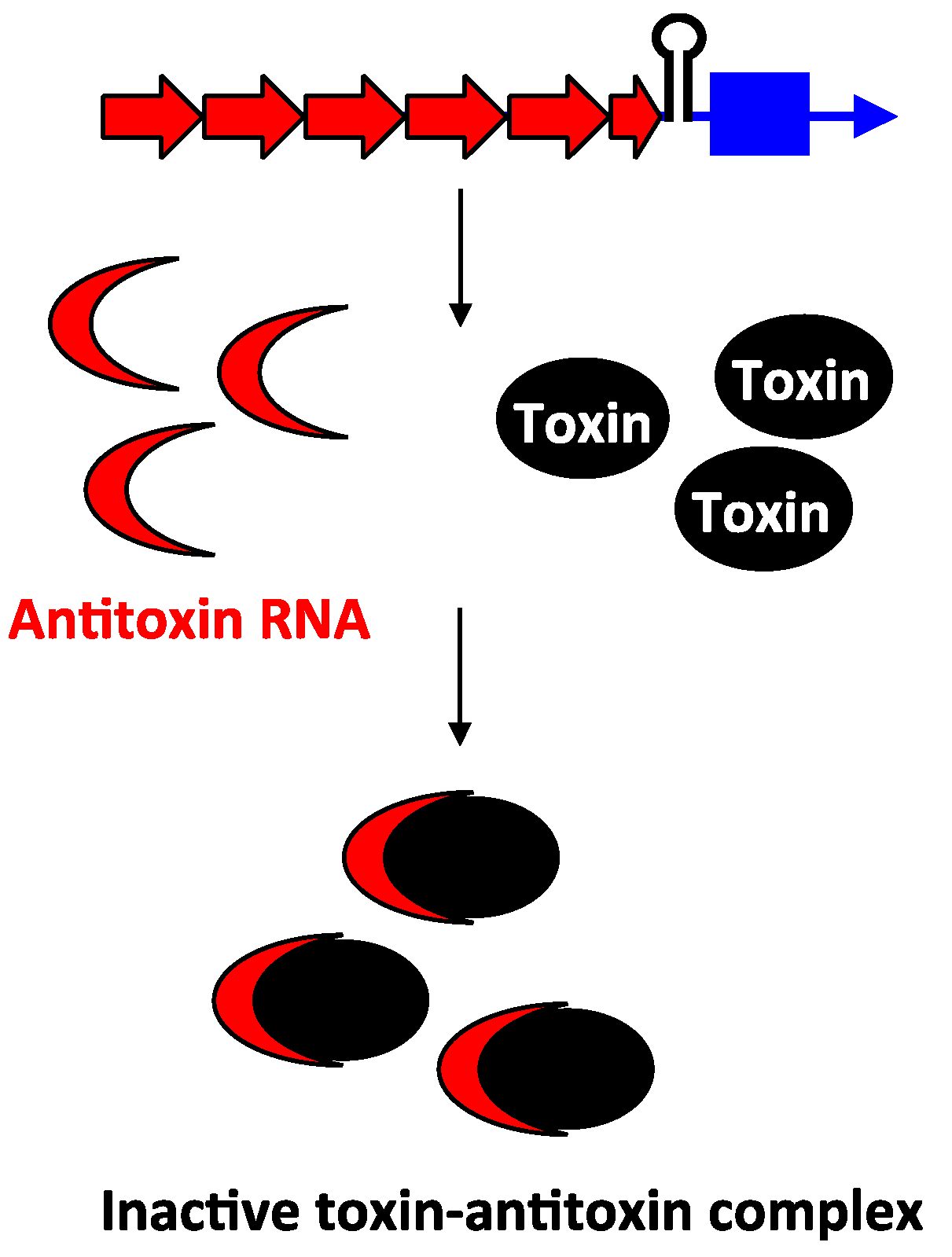 Toxins Free FullText sRNA Antitoxins More than One Way to Repress