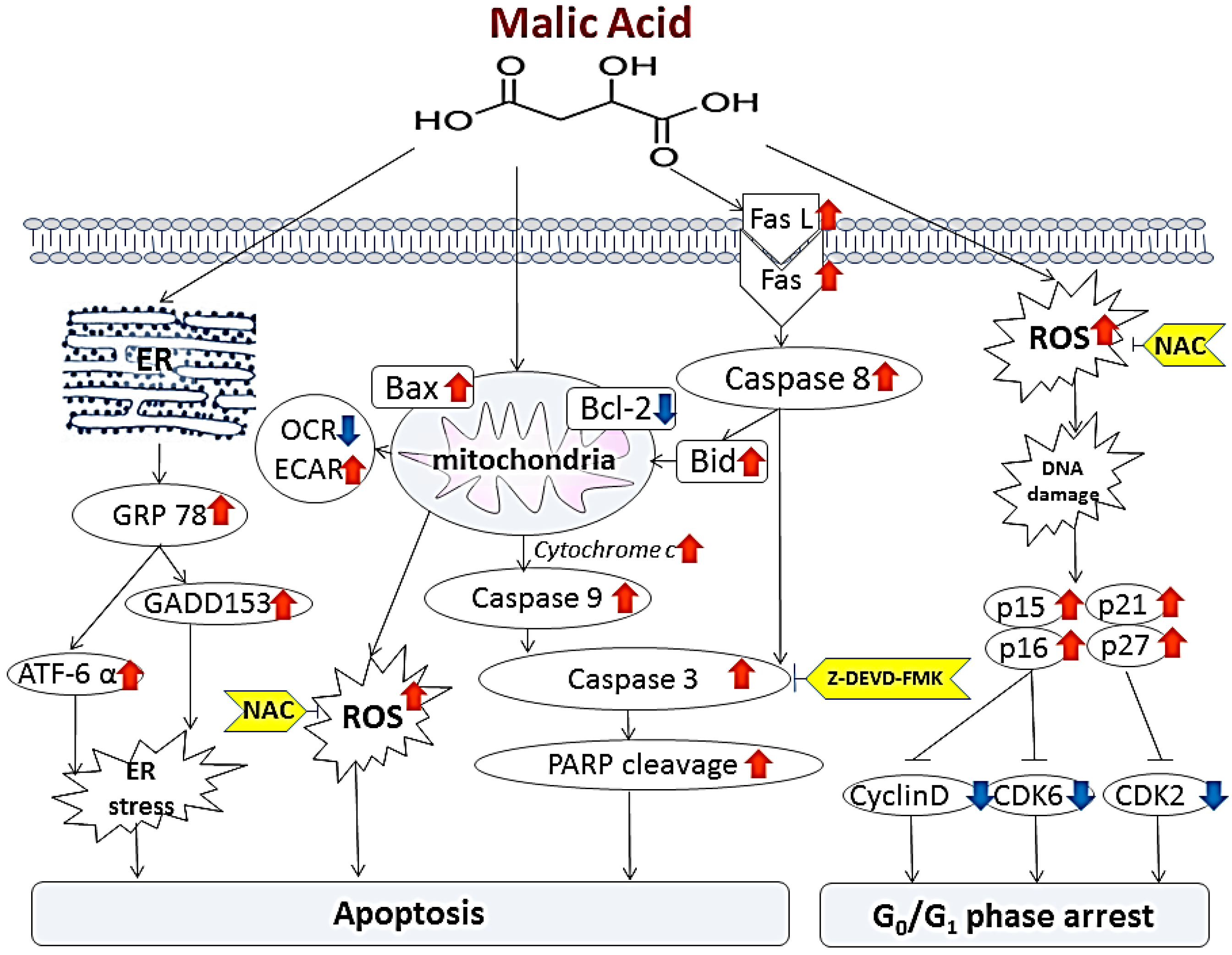 Toxins 07 00081 g007