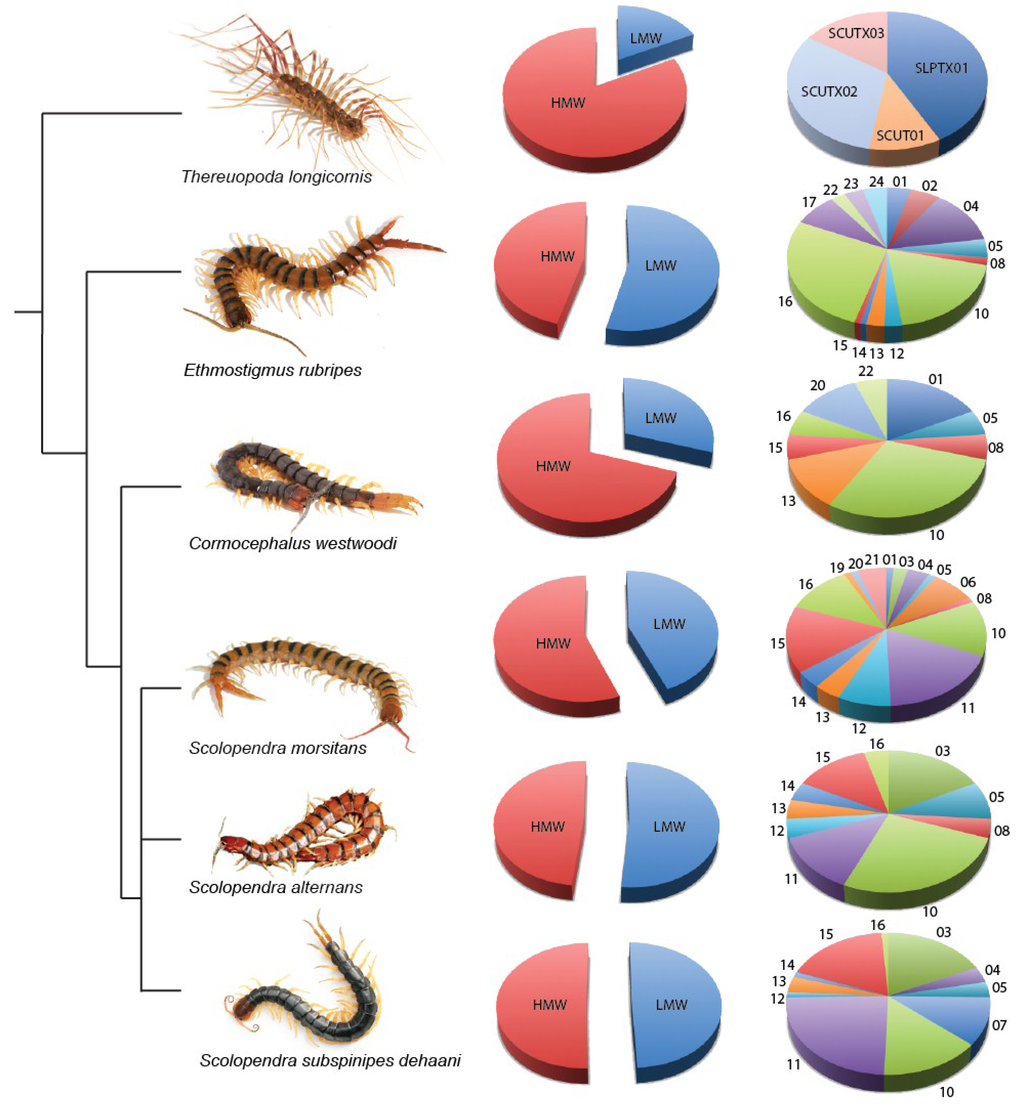 Toxins | Free Full-Text | Centipede Venom: Recent Discoveries and Current  State of Knowledge