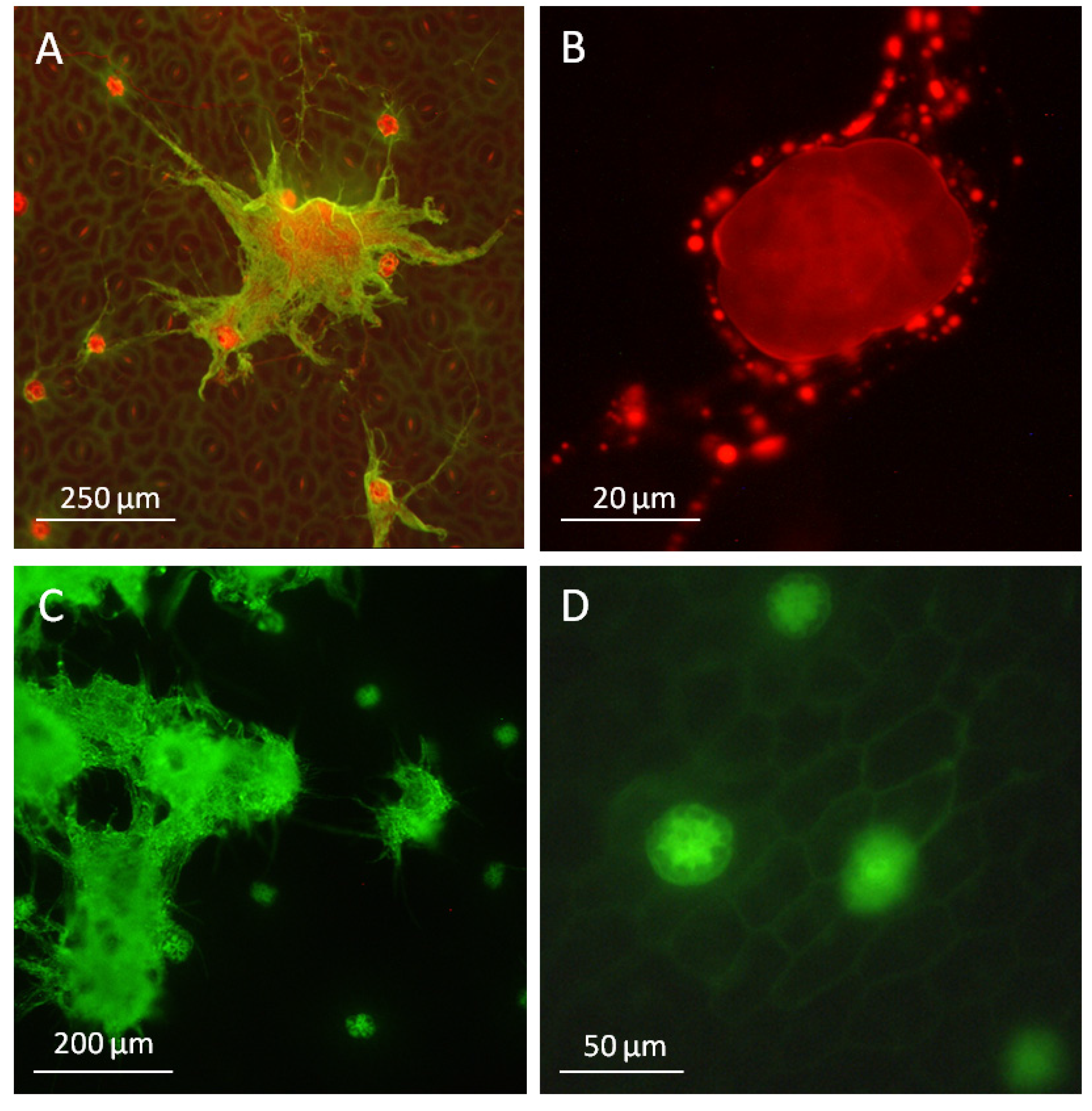 Toxins 07 01355 g006 1024