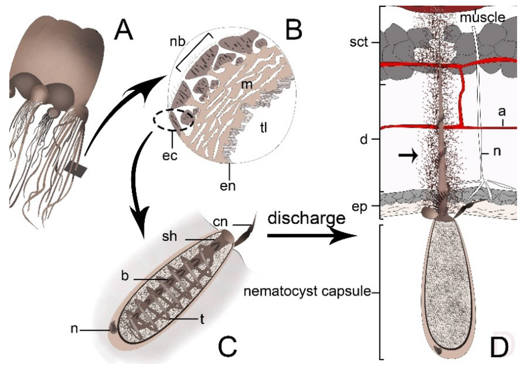 Ancient Venom Systems A Review on Cnidaria Toxins