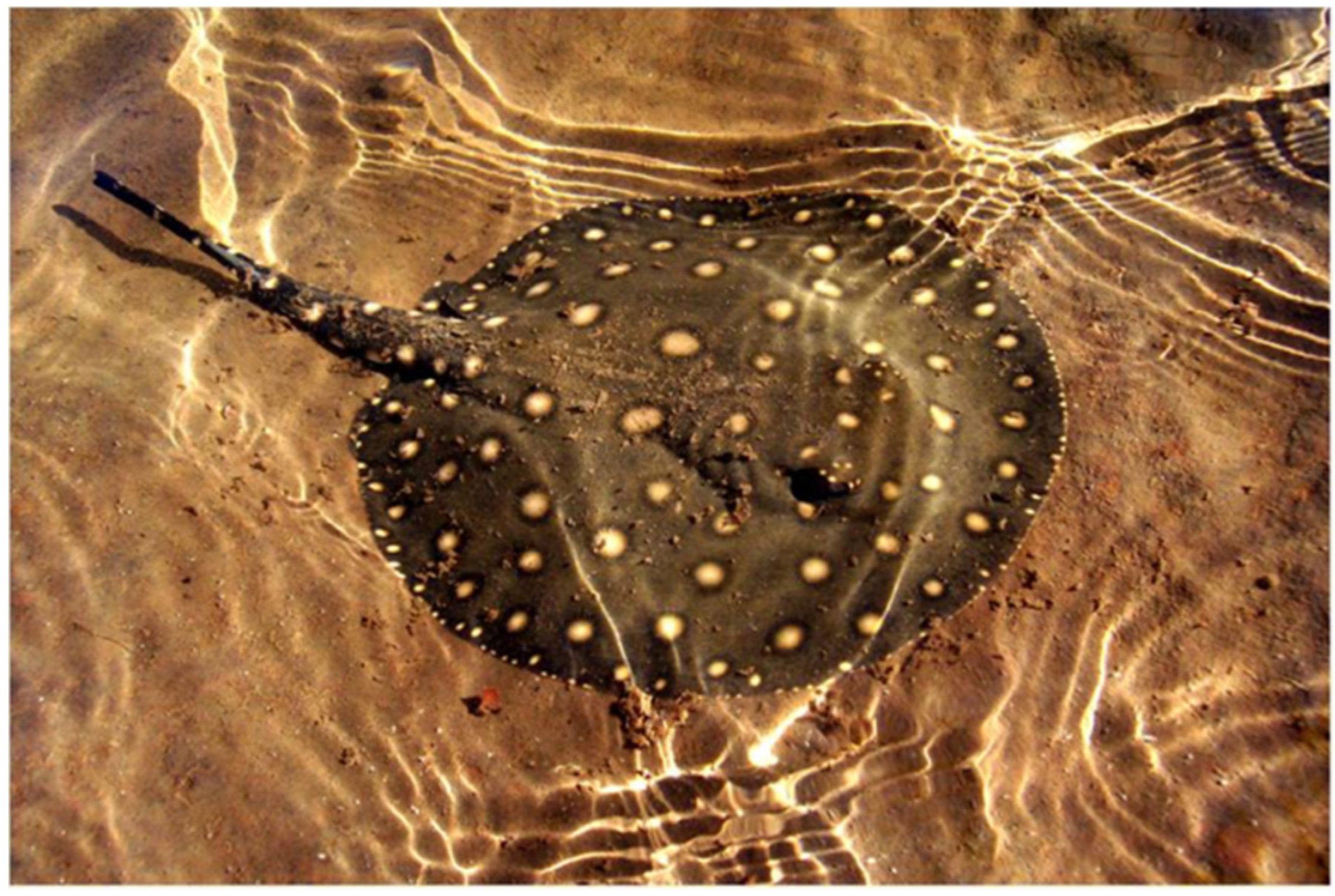 PDF) A systematic revision of the South American freshwater stingrays  (Chondrichthyes: Potamotrygonidae)