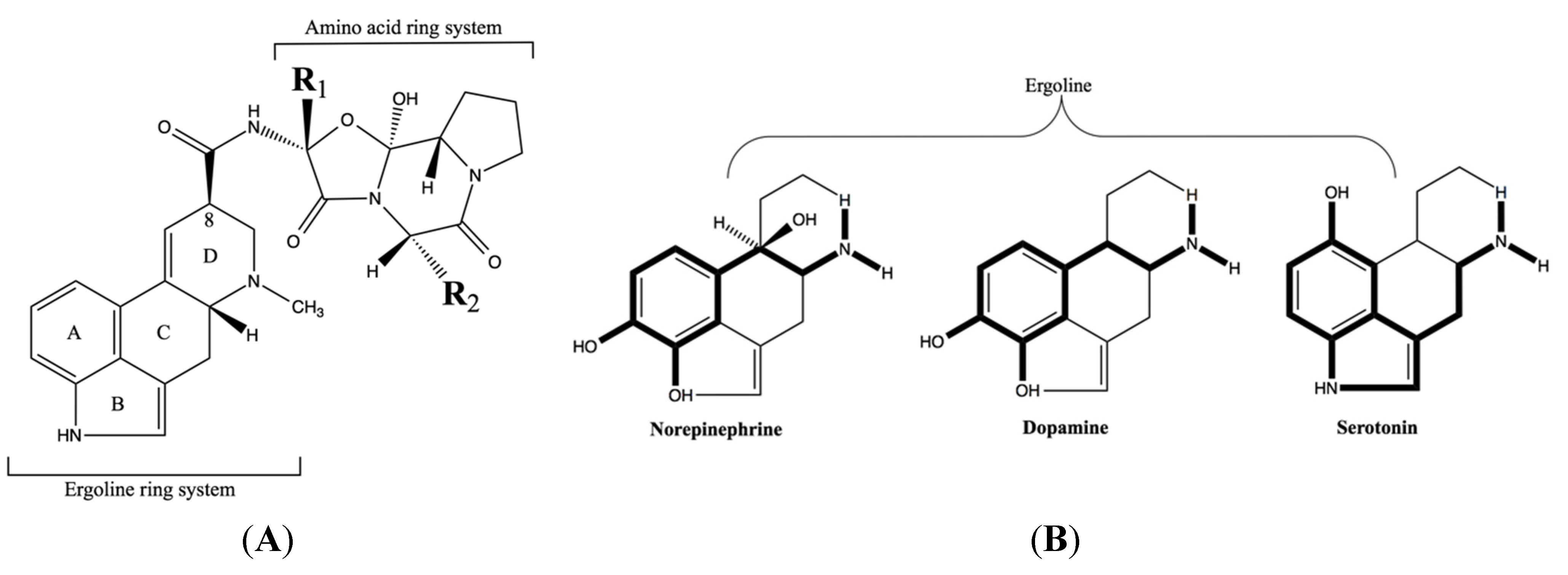 Ergoline alkaloid Biosynthesis and