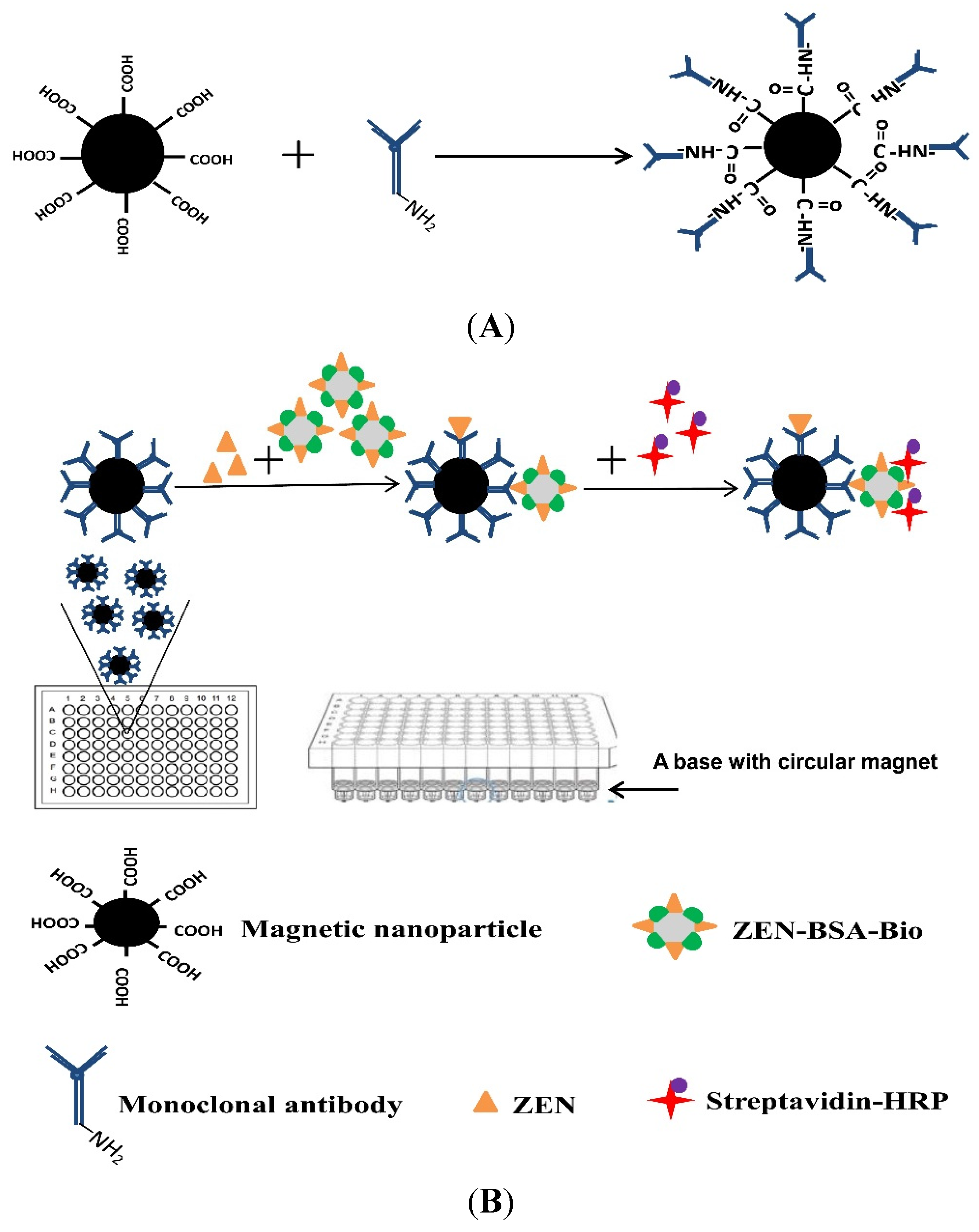 assay mnp nanoparticle immunosorbent toxins zearalenone nanoparticles immunomagnetic quantification