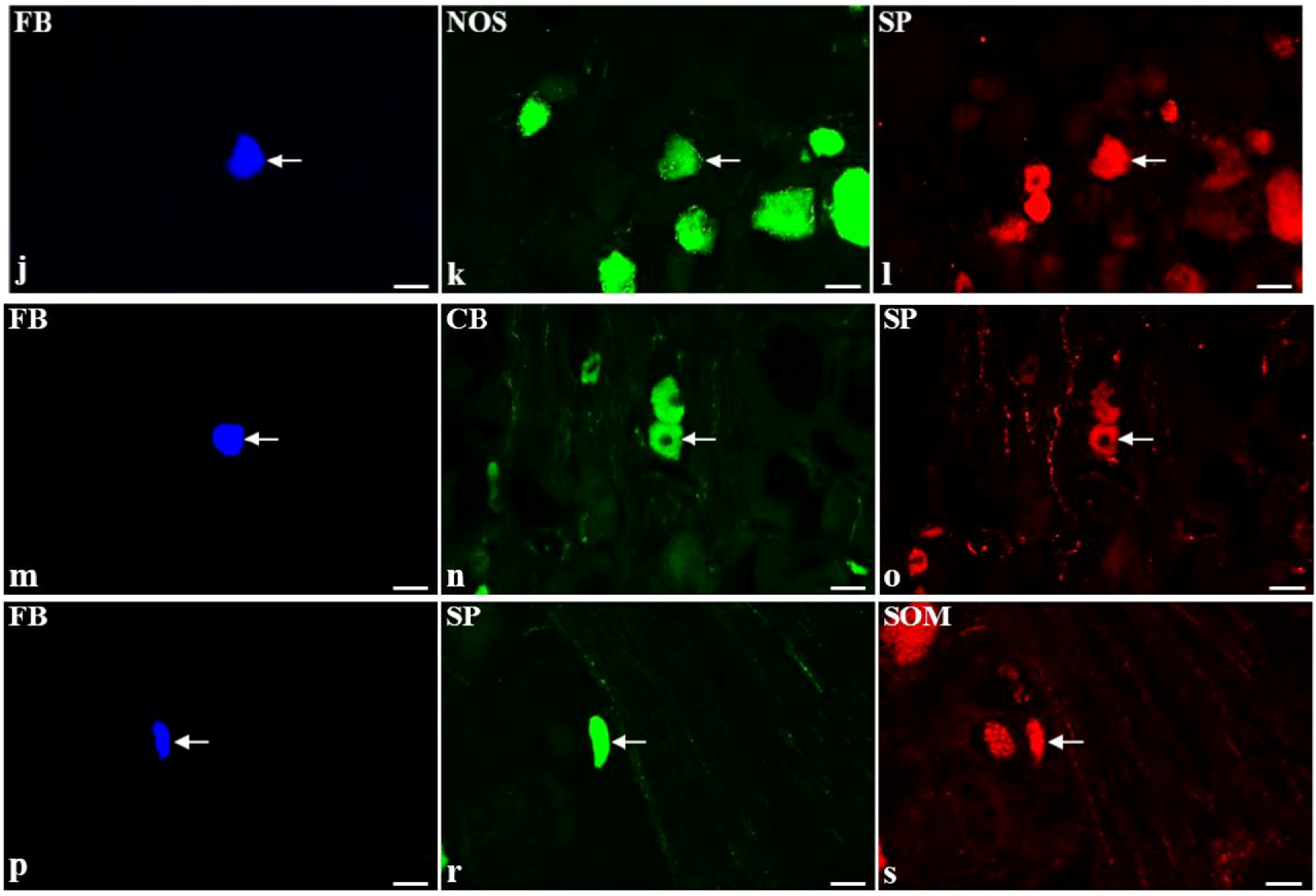 Toxins 07 04797 g001b