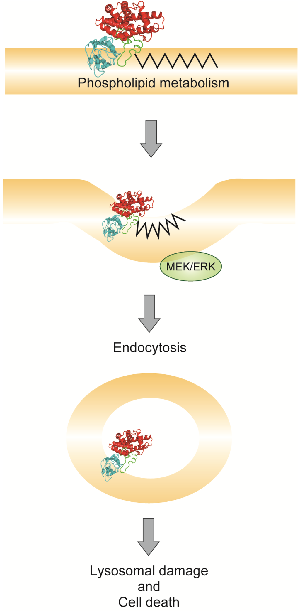 Toxins Free FullText MembraneBinding Mechanism of Clostridium