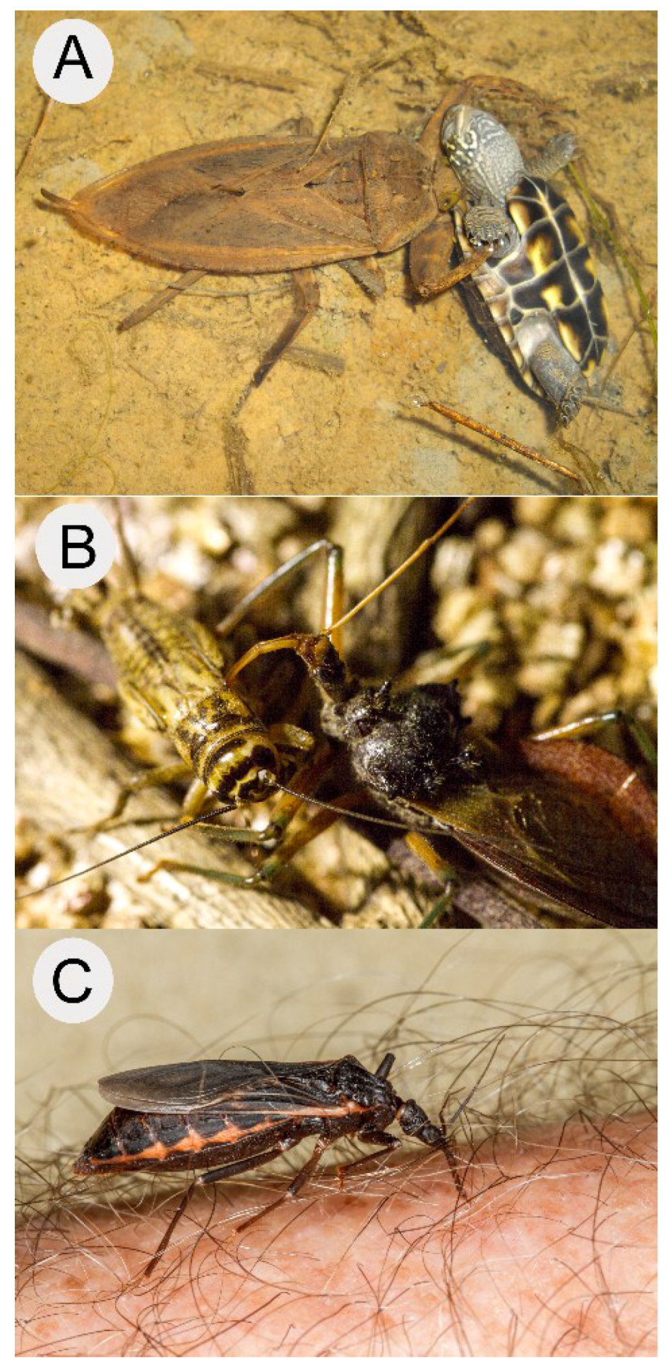 https://www.mdpi.com/toxins/toxins-08-00043/article_deploy/html/images/toxins-08-00043-g001.png