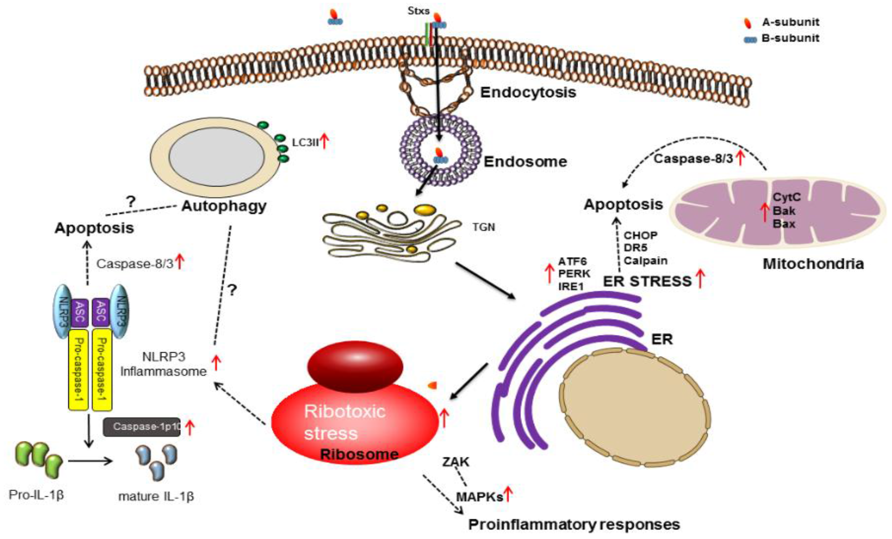 Toxins | Free Full-Text | Shiga Toxins as Multi-Functional Proteins