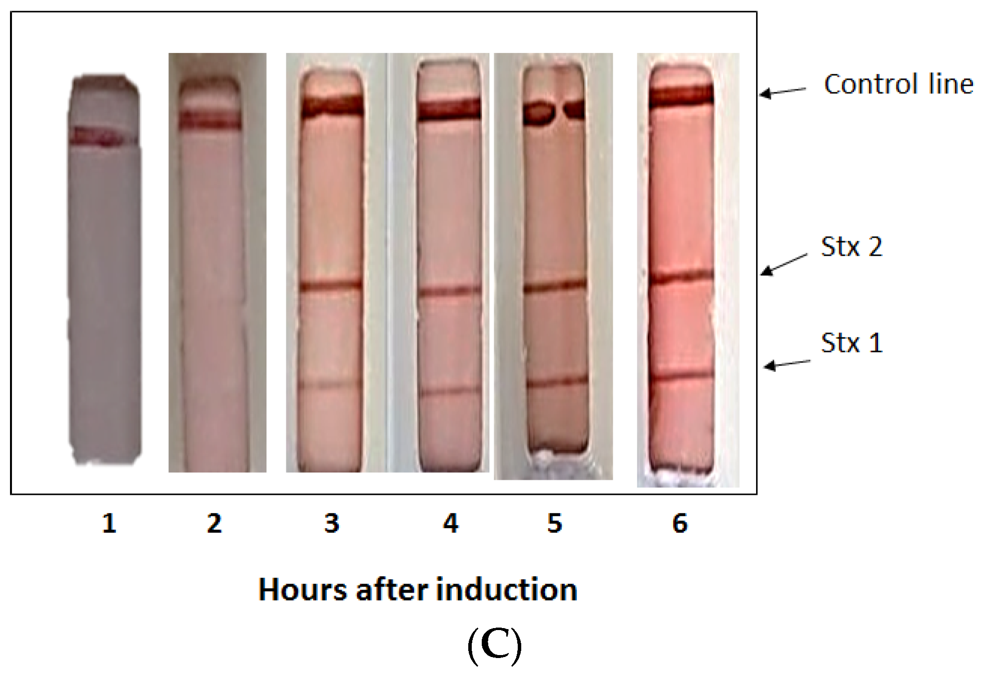 Toxins 08 00092 g002b