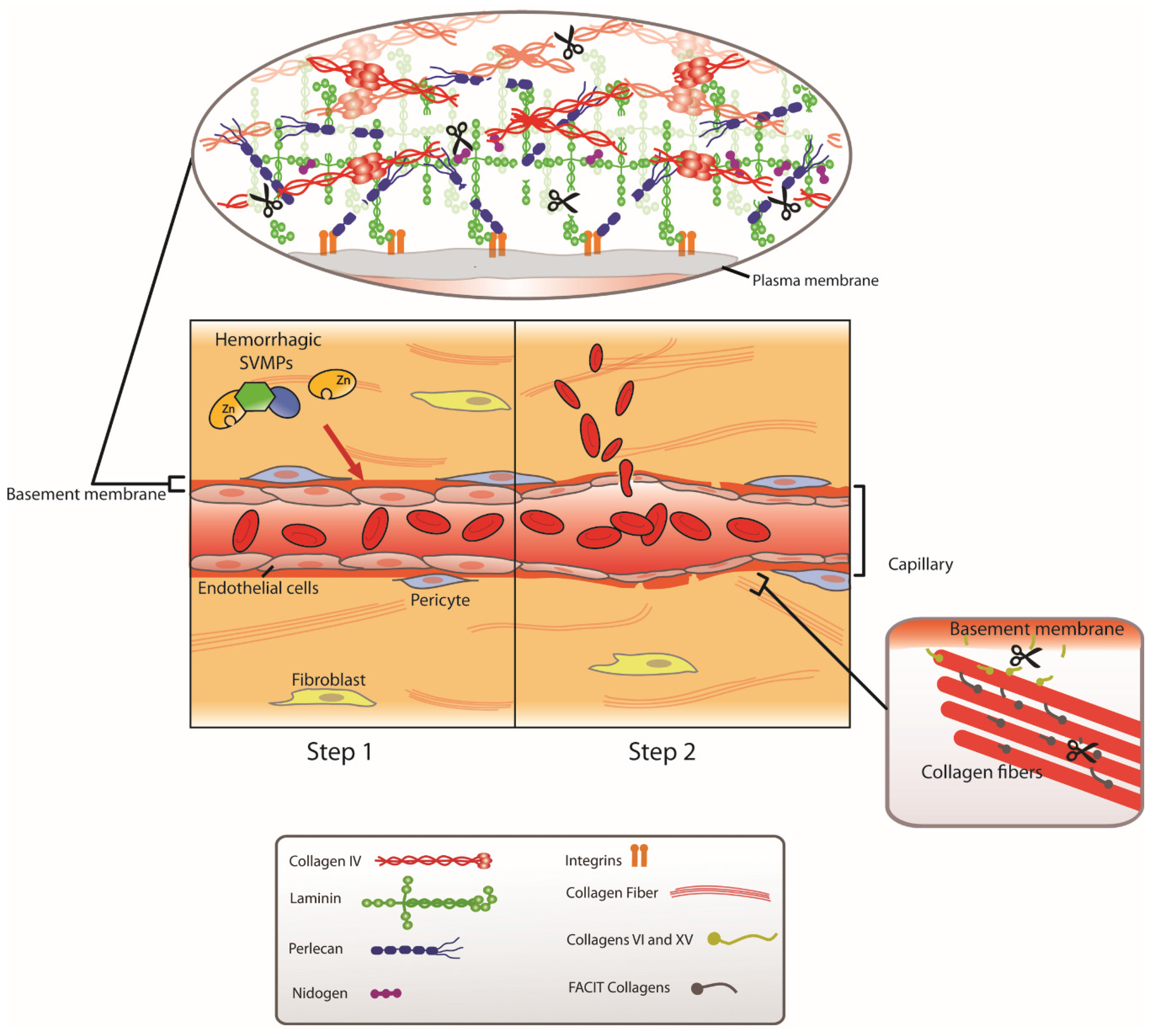 Toxins 08 00093 g002