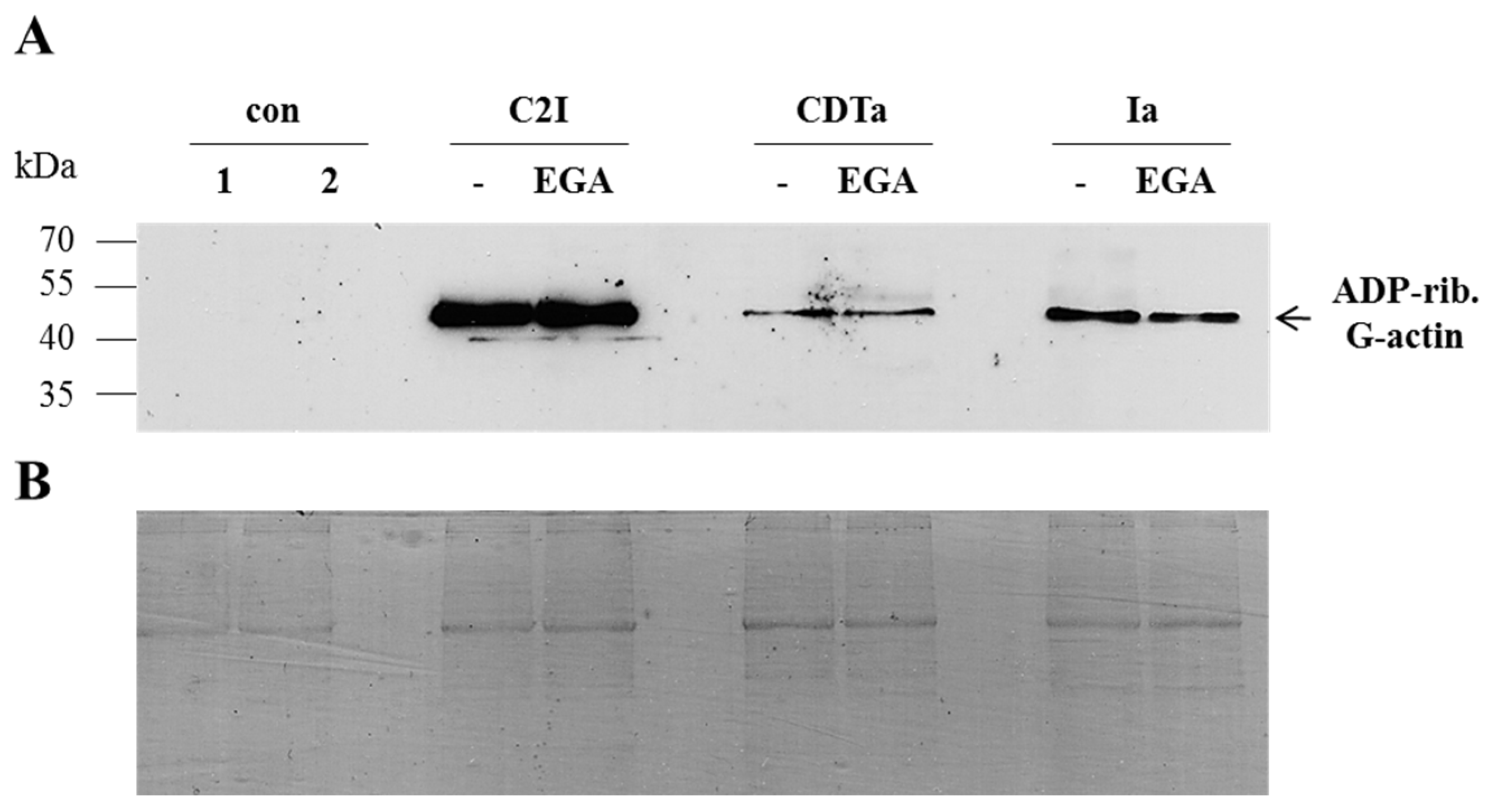 Toxins 08 00101 g003 1024
