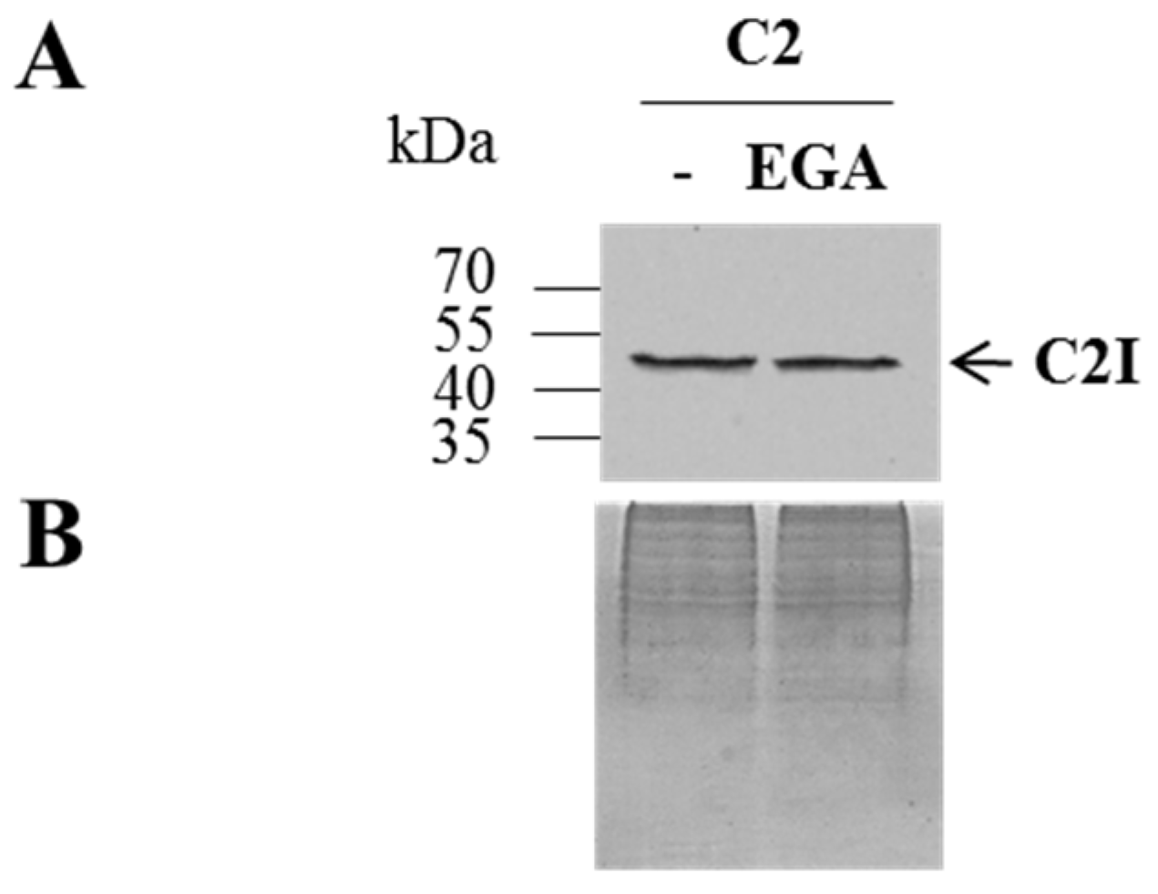 Toxins 08 00101 g004 1024